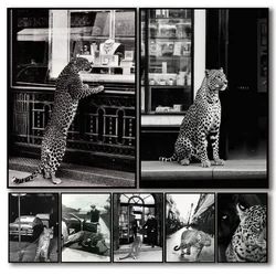 Black White Fashion Leopard Canvas Painting Poster Art Coffee House Bar Room Wall Decor