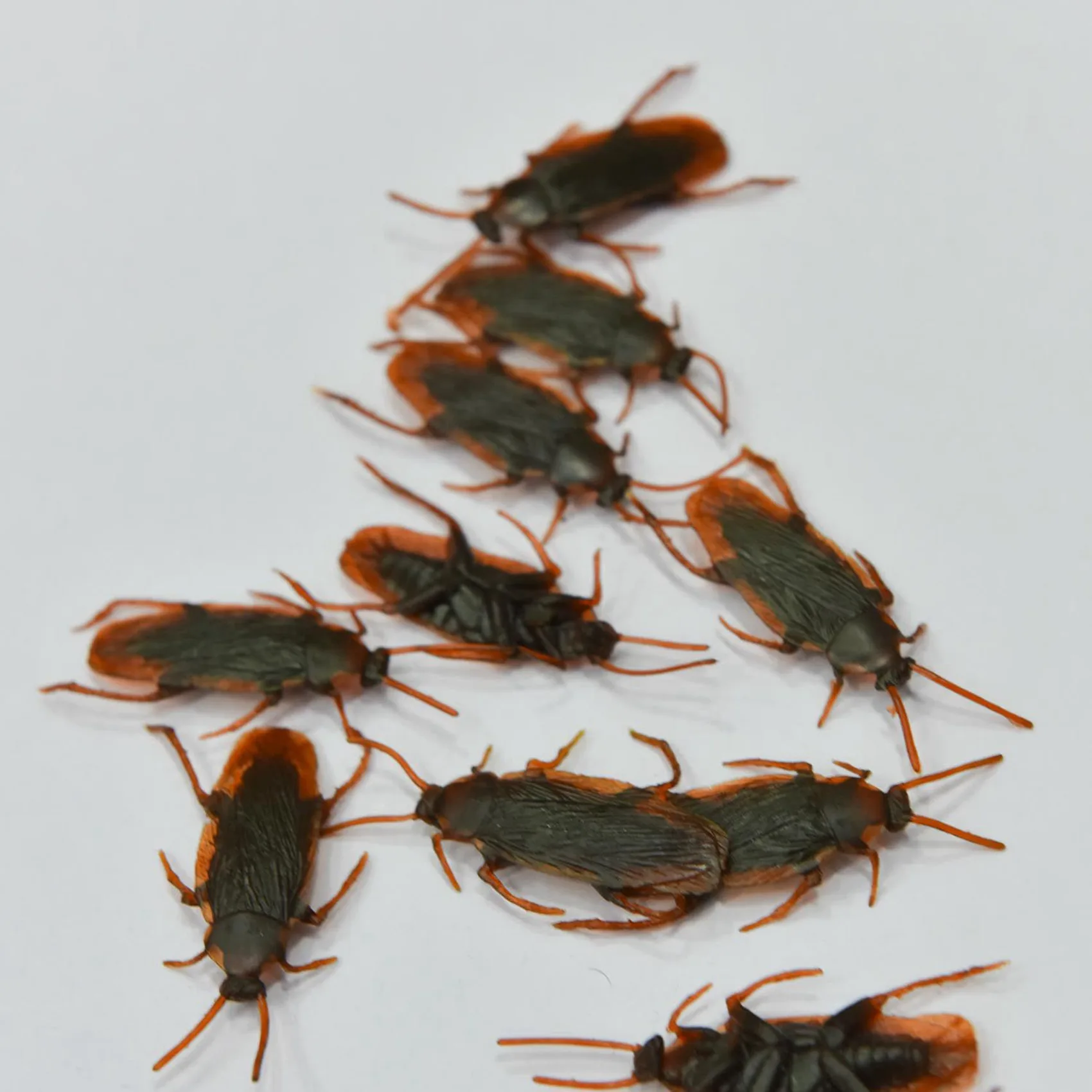 

36 Pcs Halloween Simulated Plastic Cockroaches Deceptive Props Toy Trick Decor