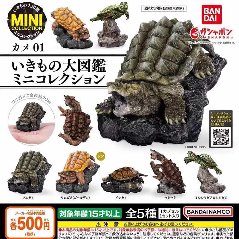 الموسوعة البيولوجية الأصلية من بانداي ألعاب غاشابون سلسلة السلاحف البحرية 01 زخرفة نموذج السلحفاة تشيلوس فيمبرياتا