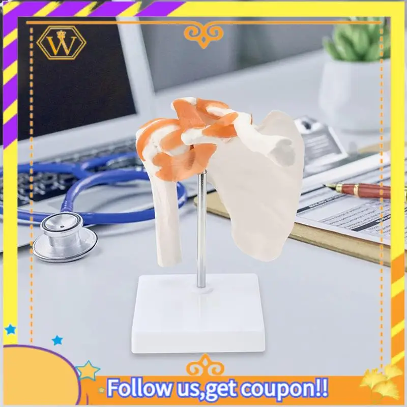 Latest- Shoulder Anatomy Model With Functional Ligaments, Shoulder Joint Model For  Teaching Display Model