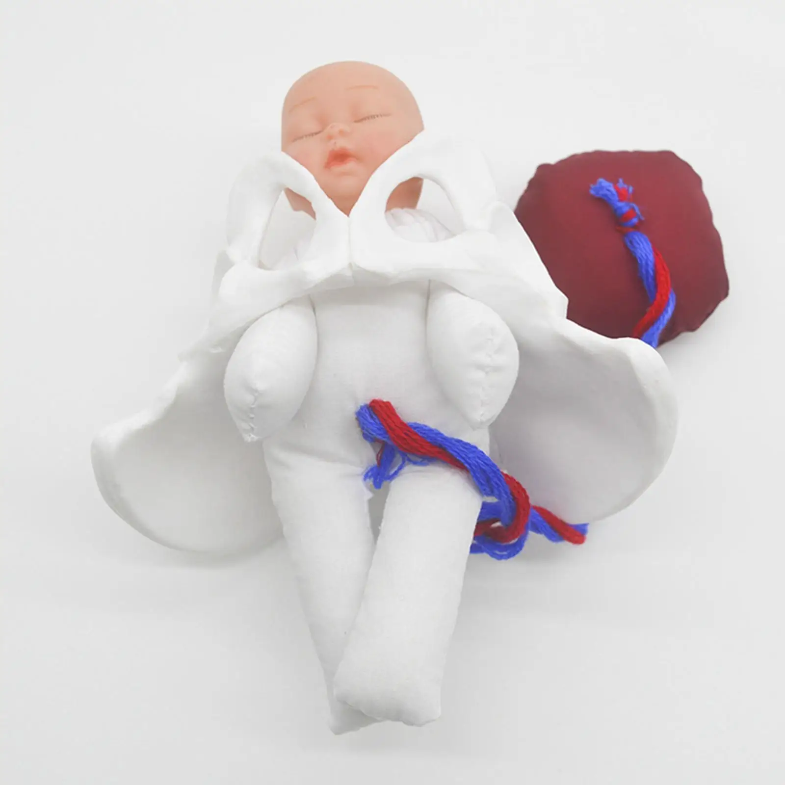 Female Pelvis Model Childbirth Model for Science Education Teaching Study Fetus Umbilical Cord Placenta Model