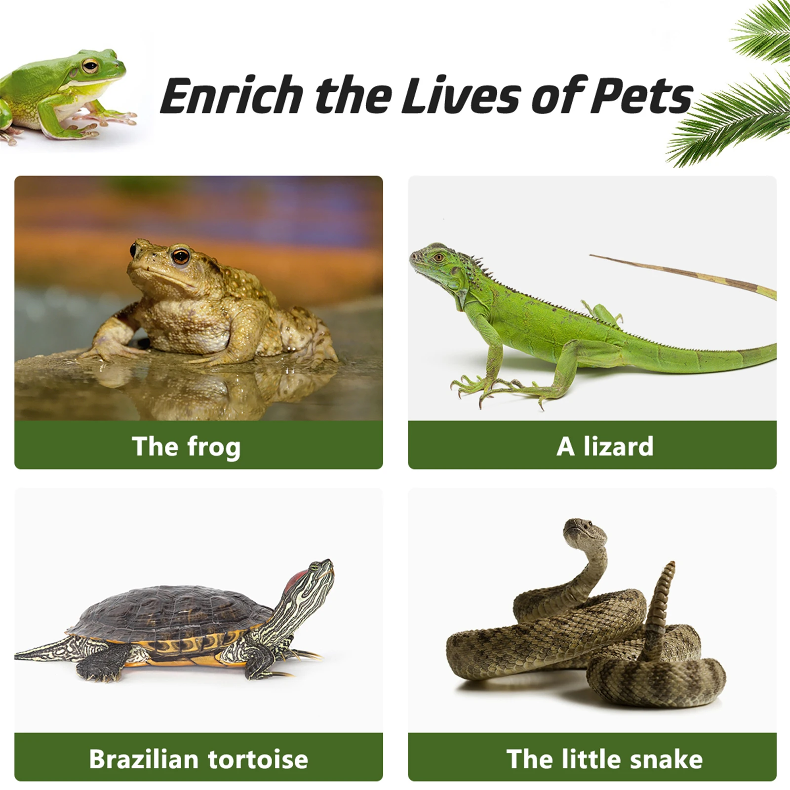 

reptile lizard feeding dish reptile lizard feeder gecko water measuring cup gecko food measuring cup