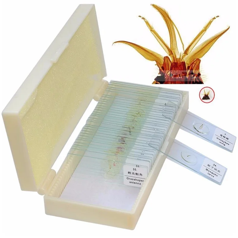 

35PCS Prepared Microscope Glass Slides Full Animal Speciments Slides with Plastic Box for Study and Research