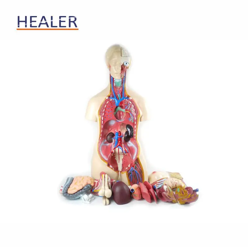 Anatomical Human Body Torso Model Half Body Manikin Organ Teaching Model For Medical Science PVC Plastic For Schools