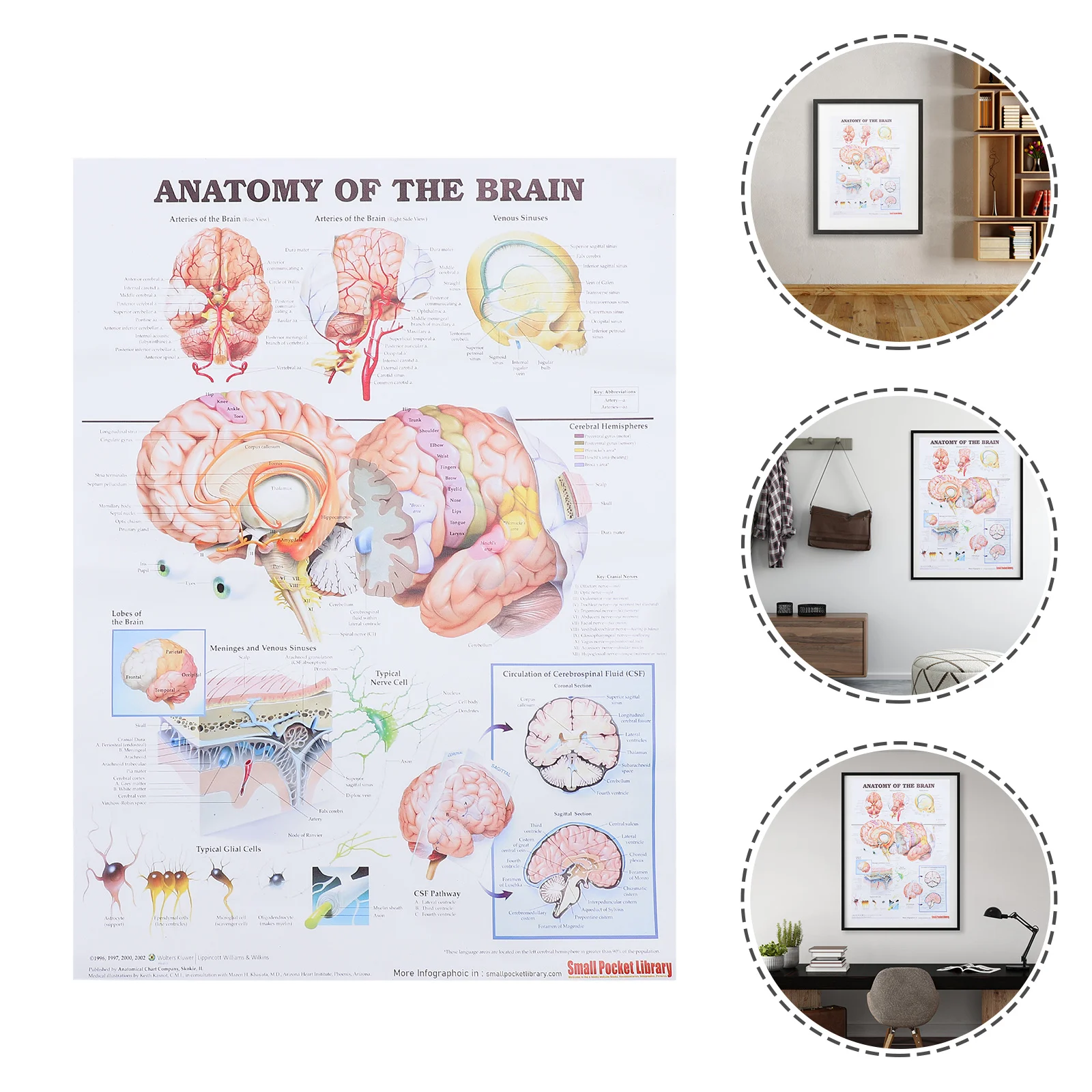 Analysis Poster Anatomy Teaching Chart Human Brain Medical Model Anatomical Office