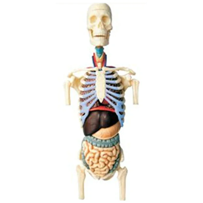 4Dpuzzle puzzle puzzle assembly toy human organ 4DMASTER half body model visceral assembly model