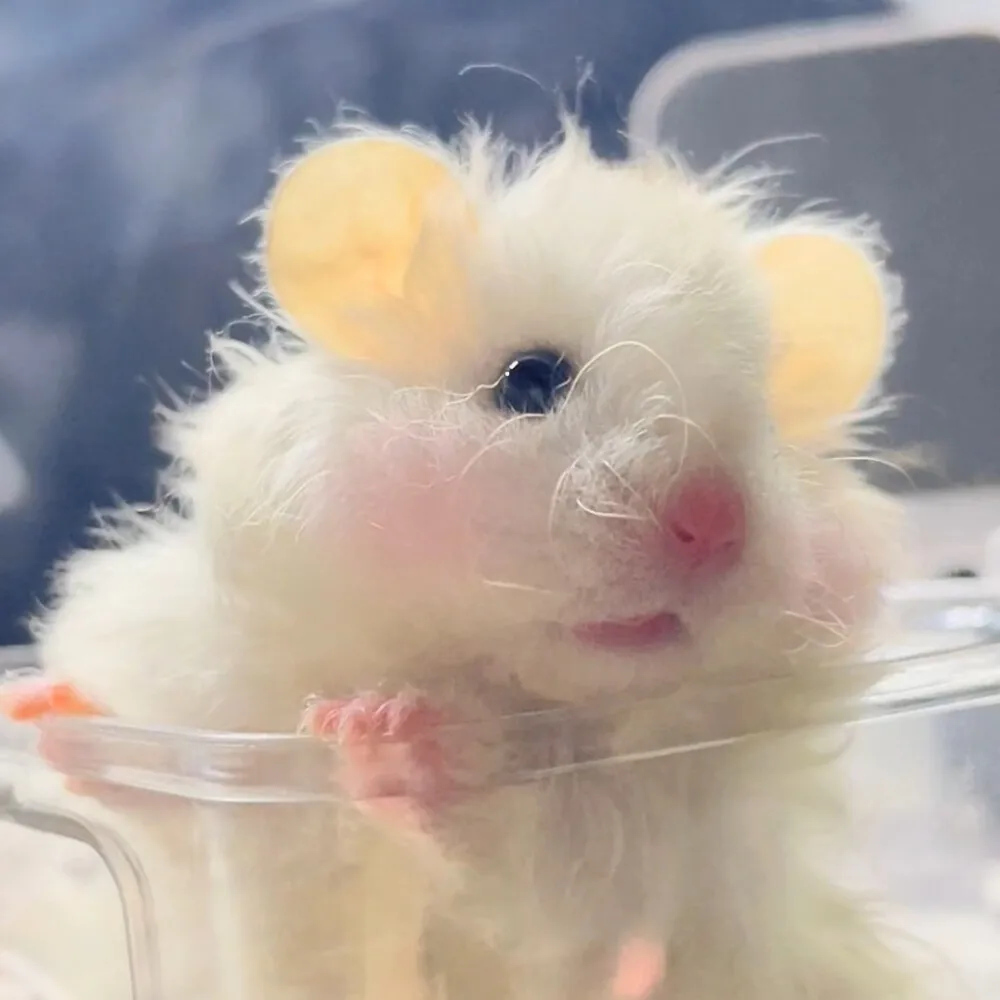 

Цифровой субминиатюрный сервопривод AFRC D1302 с бесколлекторным двигателем 1,7 г для радиоуправляемых самолетов и автомобилей, быстрый (0,04 с), с разъемом JST или JR, для 3D-полетов в помещении