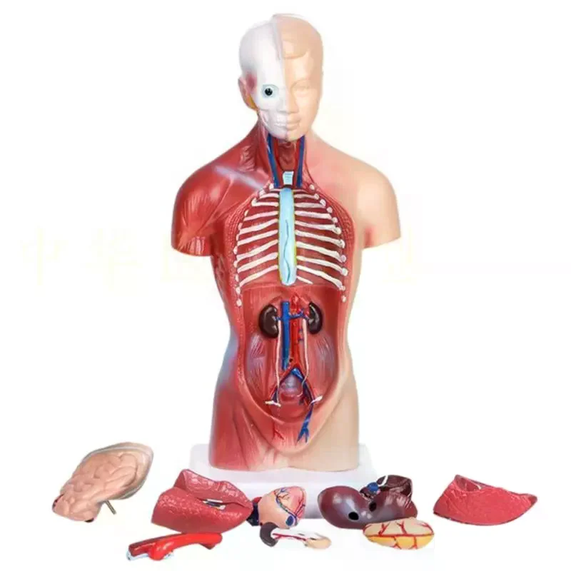 

28CM Human Torso Anatomy Model Viscera Heart Brain Skeleton Teaching