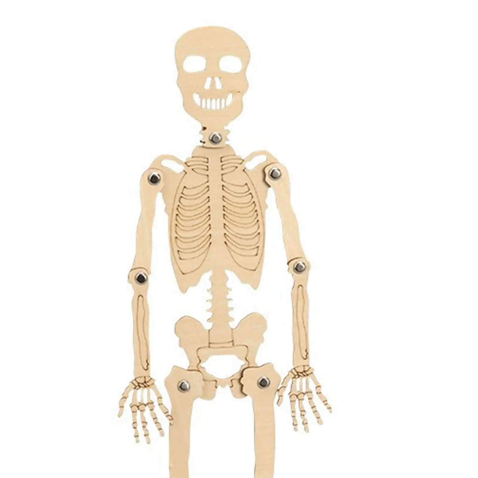 Science Toy Portable Learning Toy DIY Projects Creative DIY Skeleton Assembly for Preschool Boys Girls Children Teens Model Tool