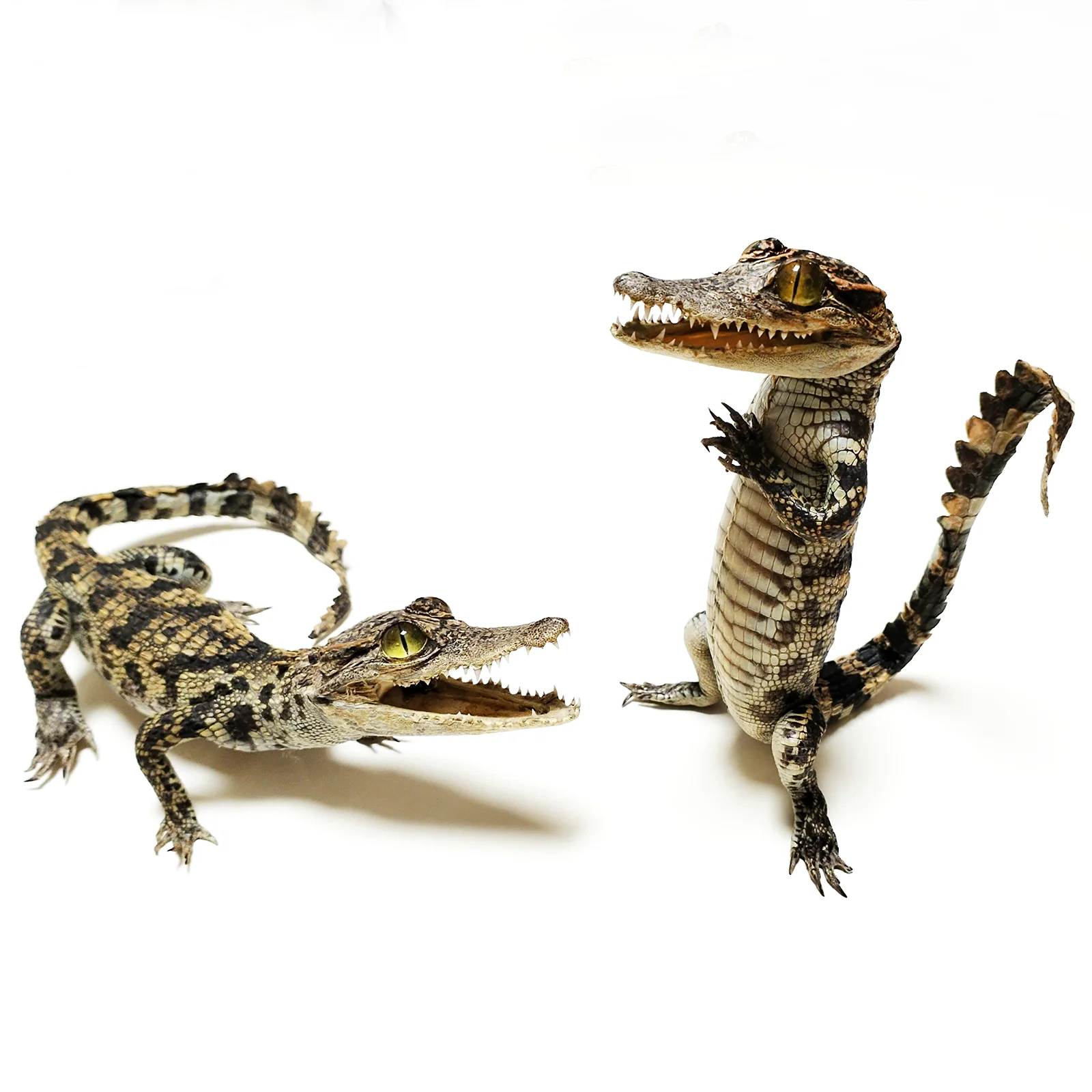 Animal Figurine Home Decoration Crocodile Reptile Specimen For Collection Science Education Special Gifts