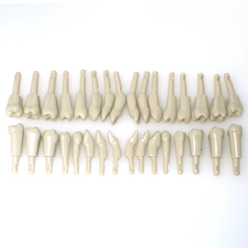 Imagen 1 del producto 32 Uds modelo de diente Dental KaVo modelo básico dientes ajuste extraíble Compatible mecanismo de retención KaVo tamaño marcado