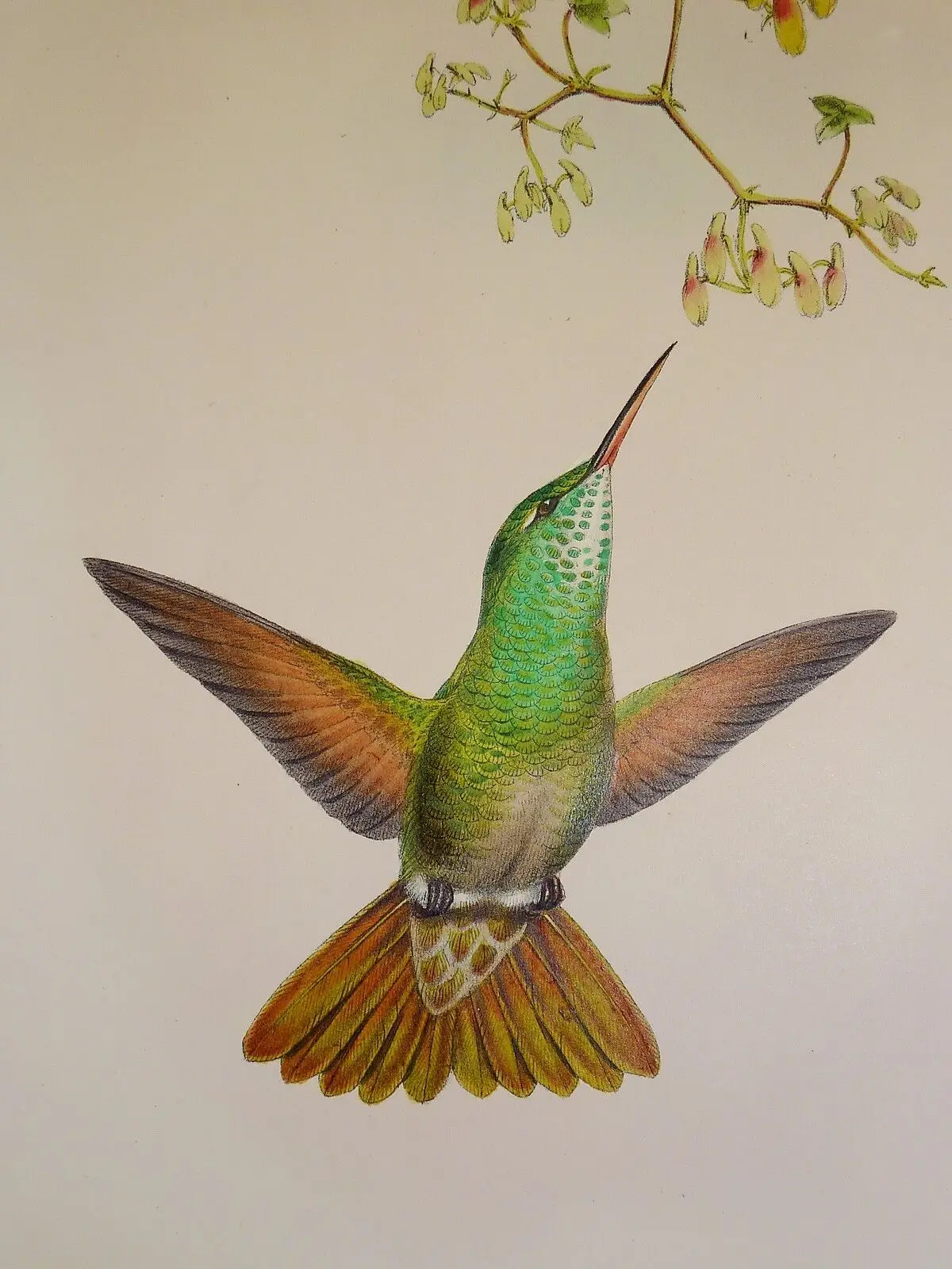 Native humming Bird tree Vintage Old Australia Art Picture Print Silk Poster Home Wall Decor