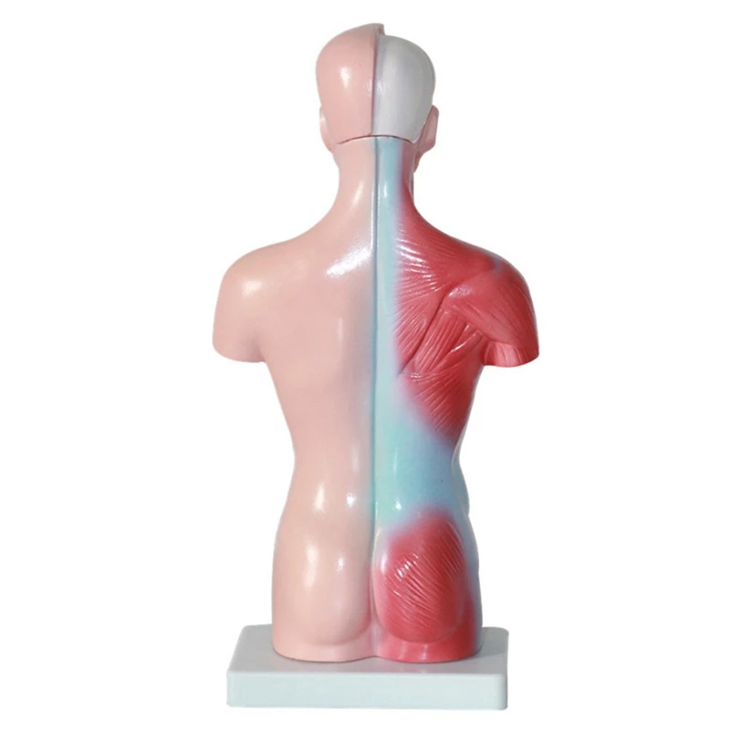 

Human Torso Body Model Anatomy Anatomical Internal Organs PVC For Student Teaching Study