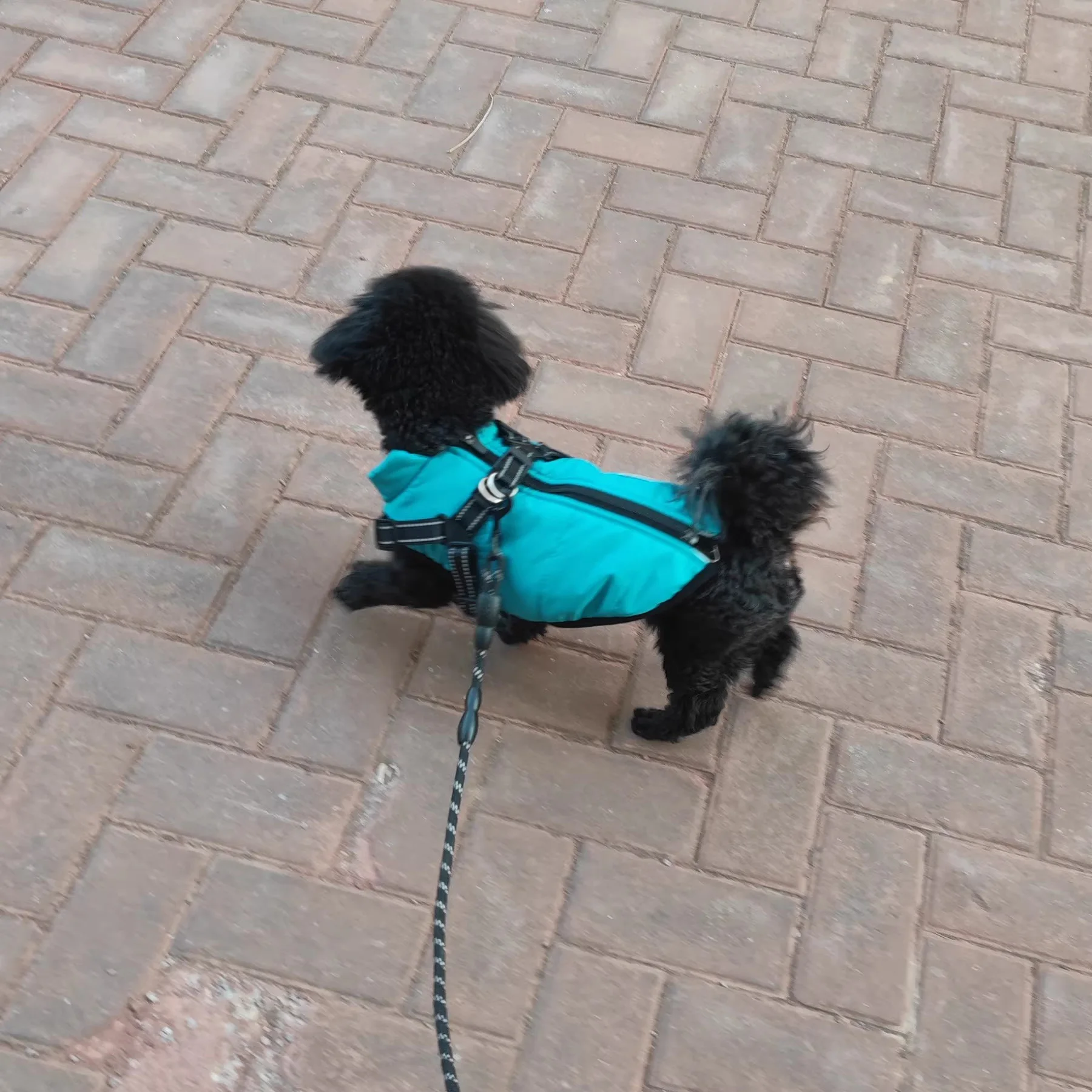 Abrigo Cálido y Grueso para Perros en Invierno, Chaqueta de Forro Polar para Mascotas, Chaleco para Perros y Gatos, Ropa para Perros Pequeños