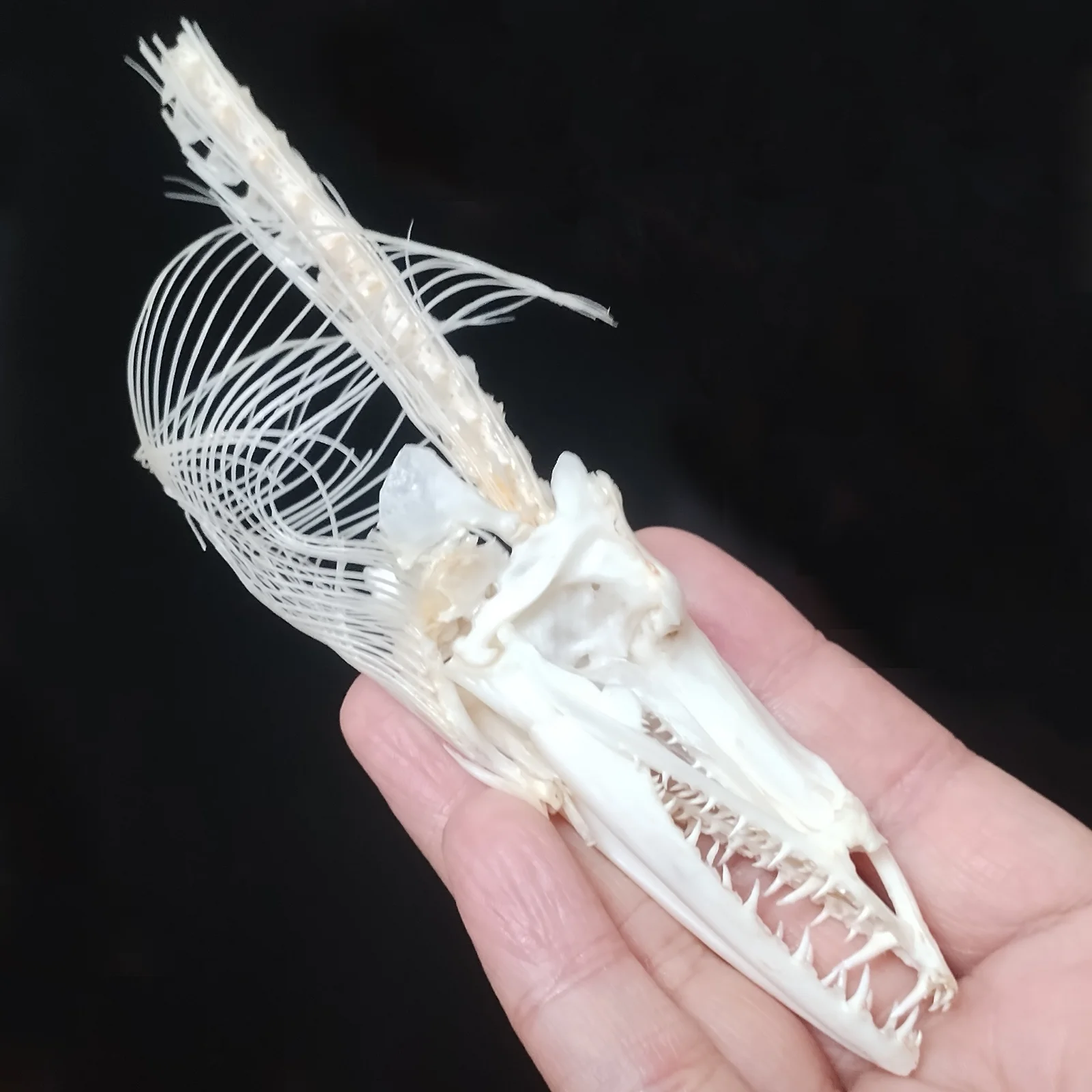 

Natural Muraenidae Skull Fish Real Deep Sea Skull Animal Skeleton Specimen Model Taxidermy Science Education Collectibles