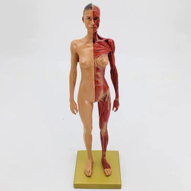 30cm Resin Human Anatomical Anatomy Skull Head Body Model Muscle Bone Model Male Female Medical Art Body Structure Decoration