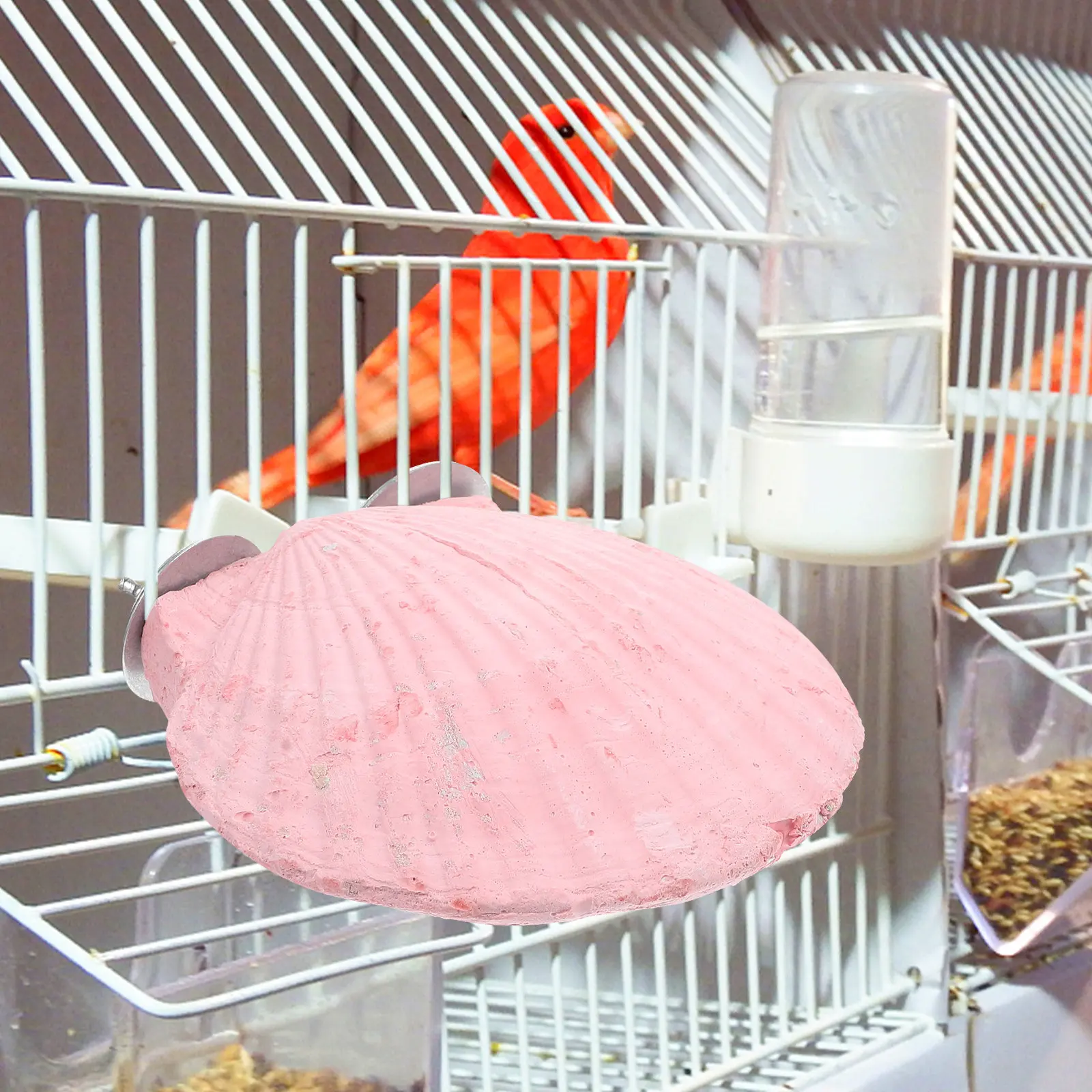 Creative Shell-Shaped Parrot Perch Bird Cage Mount Stone for Biting Scratching Chewing Exercise Balance Skill Development