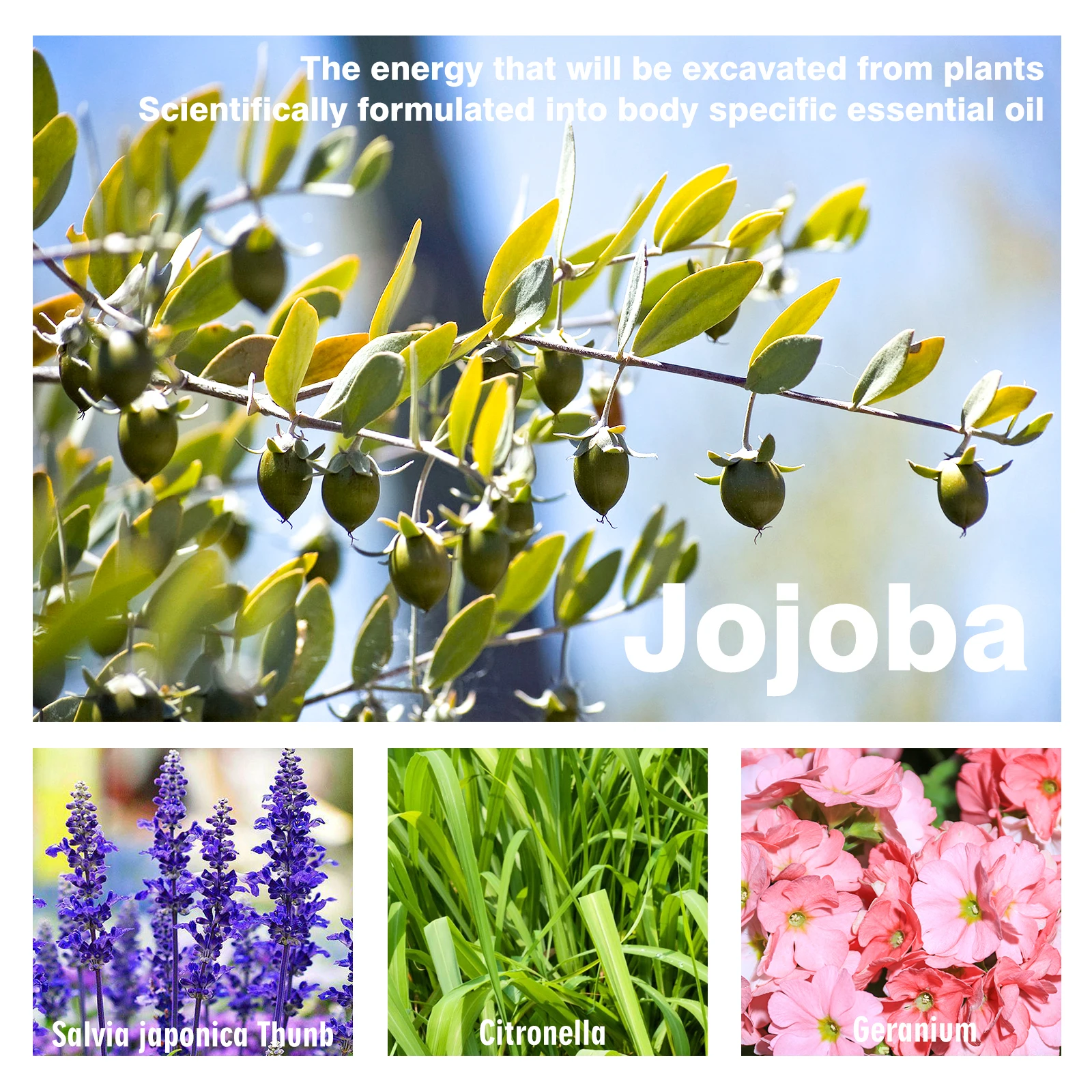 1-4 قطعة أسطوانة الزيوت العطرية لشد الثدي تعزز الامتلاء يشد زيت العناية بالتدليك للبشرة المغذية الناعمة الممتلئة