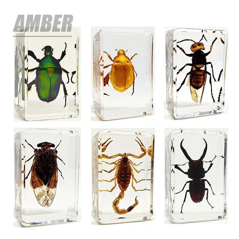 

Natural insect specimens resin marine animal specimens home accessories home decoration accessories figurine wholesale beetles