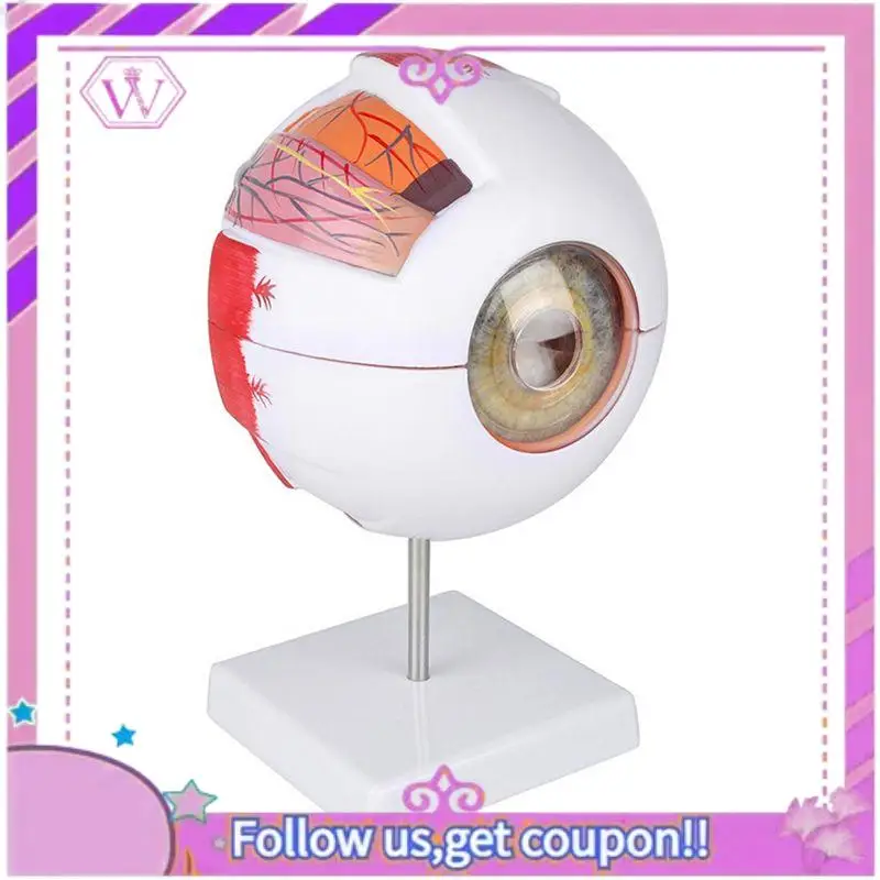 

Модель век глазного яблока, разборка, 6-кратный увеличенный оптический нерв для специального обучения глазах, 1 шт.