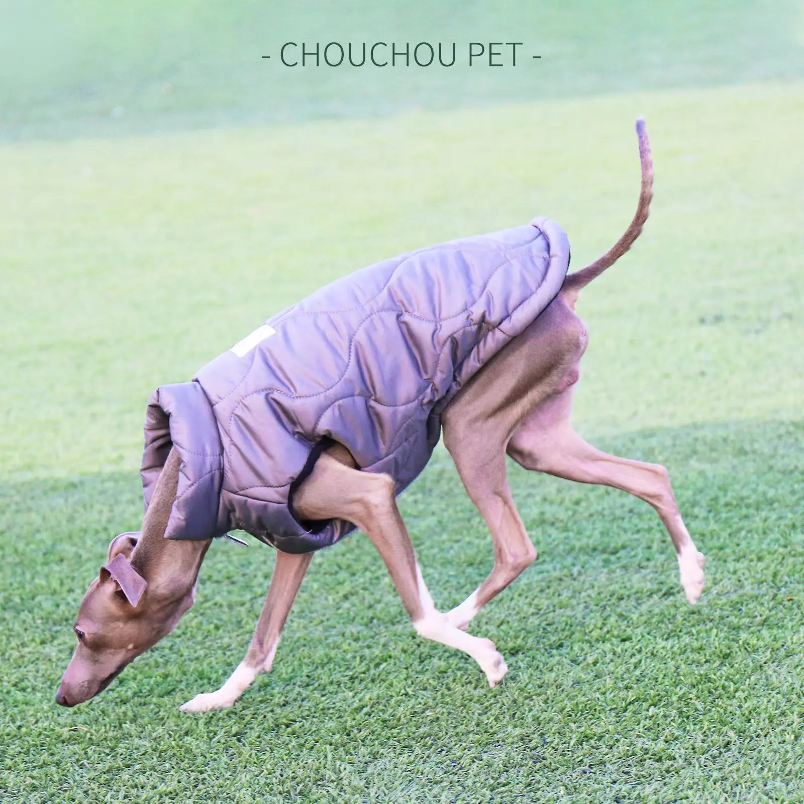 Iggy-jacket with zipper, warm cotton jacket, Italian Greyhound, for spring