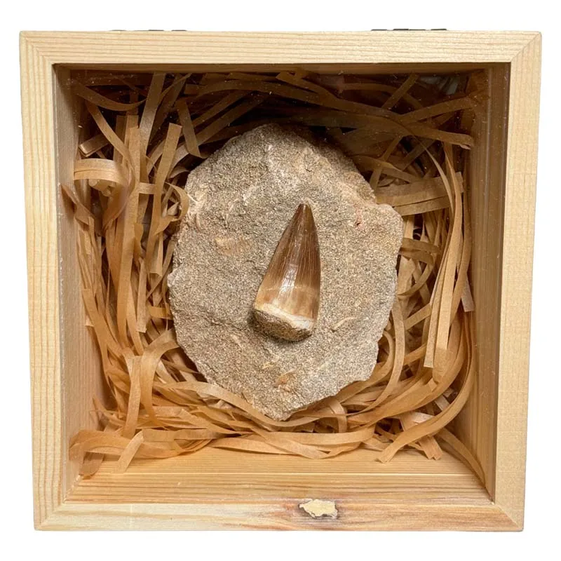 natural-jurassic-period-dragon-tooth-specimen-teaching-display-piece-for-geological-science-education-prehistoric-antique