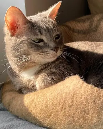 cat cave