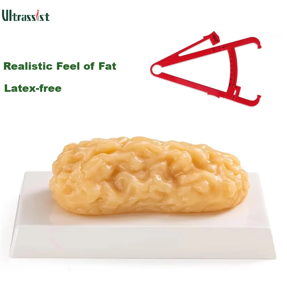 Ultrassist 1lb Human Body Fat Model Fat Replica Anatomical Model for Students Presentations or Front-desk Educational Displays