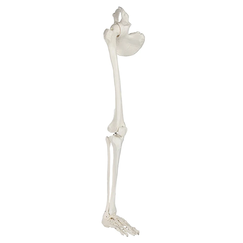 Medical Anatomical Human Lower Limb Model Skeleton Anatomy Life Size Leg Bone with Hip Femur Foot Medical Teaching Tool