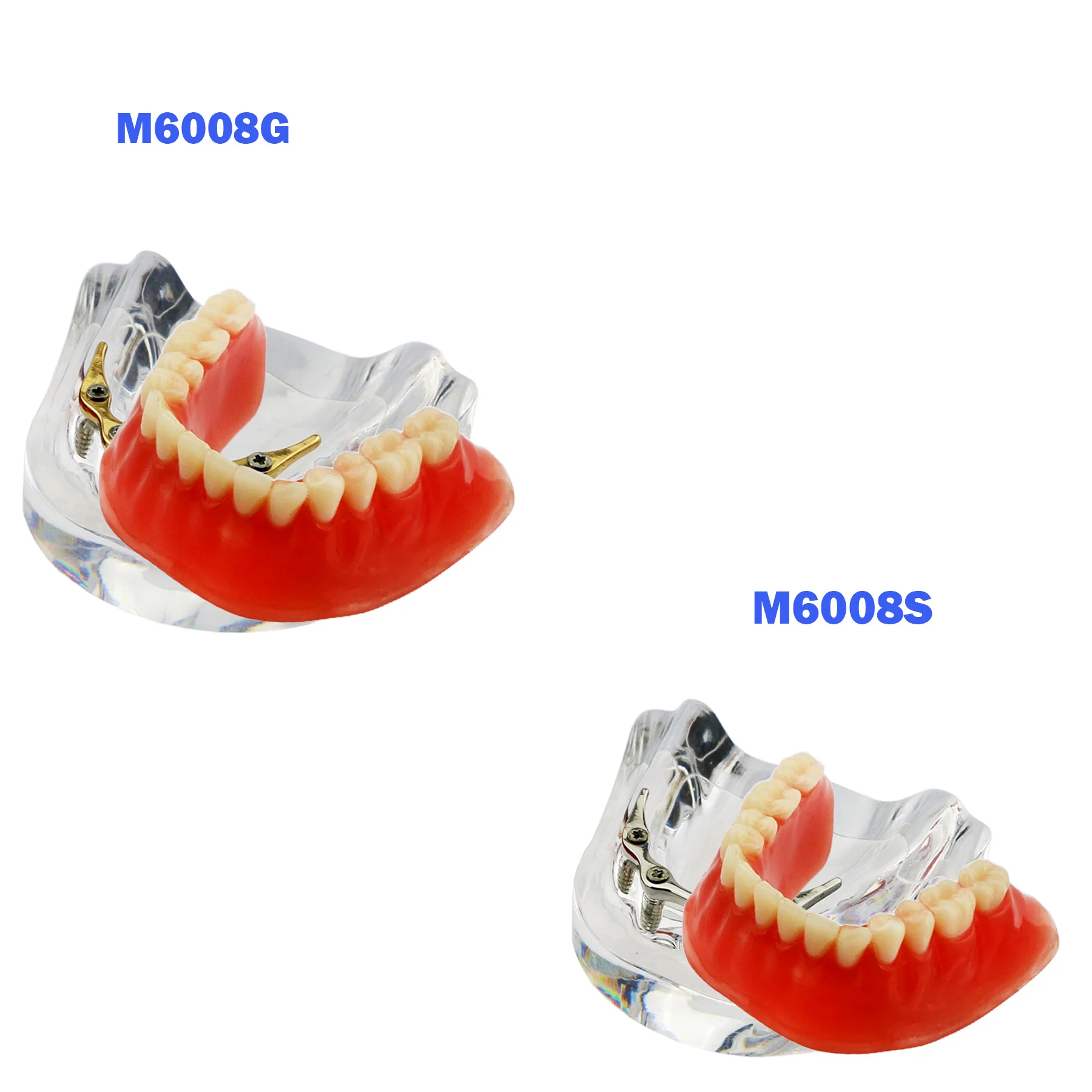 Dental Teeth Model Dental Teaching Model Implants Model Orthodontic Model For Dentistry Teaching Demo Resin Material