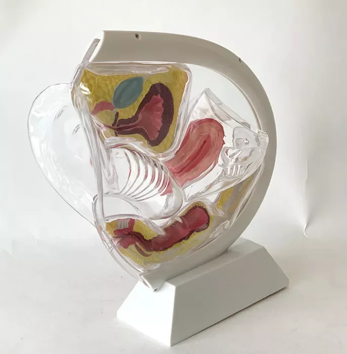 Hot Selling Plastic Mold Female Transparent Uterus Model Teaching Demonstration Mannequin