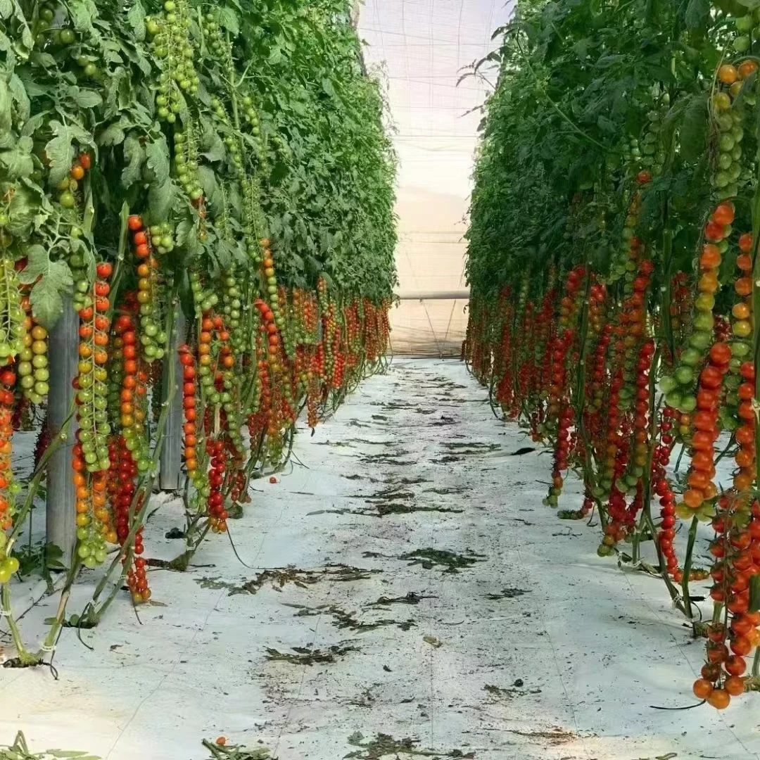 

Customized greenhouseHot Galvanized Agricultural Film Greenhouse for Tomato Growing with Soilless Cultivation System