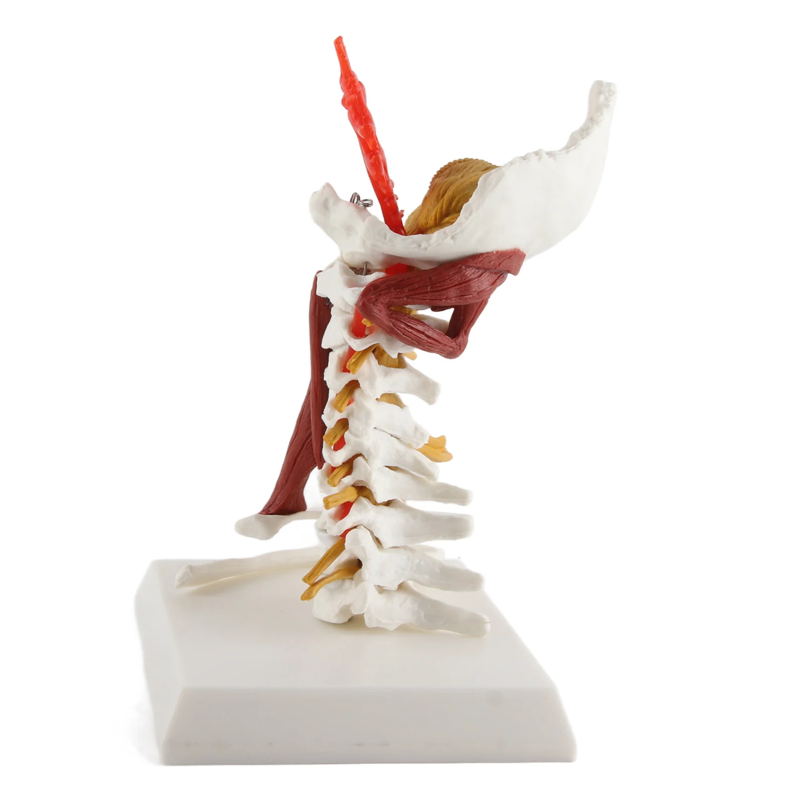 Cervical Spine Model Removable Human Spinal Nerves Model for Doctor Patient Communication Teaching Presentation