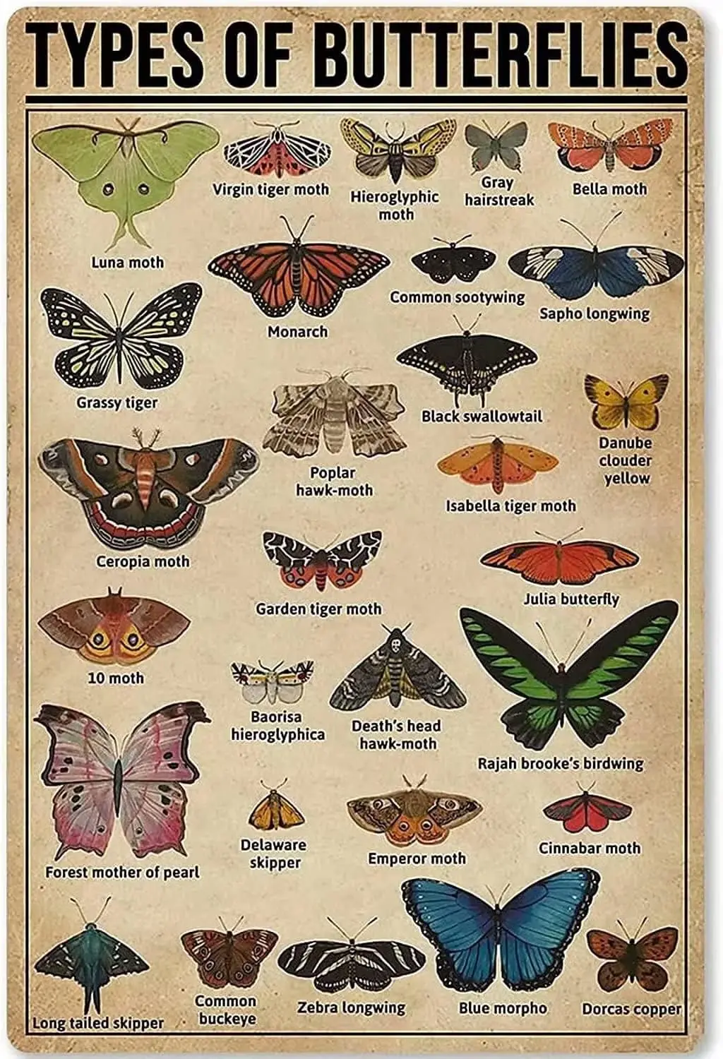 Types Of Butterflies Butterflies Knowledge Vintage Metal tin Sign Art Plaque Wall Decor Look Funny Gifts for Home Kitchen Garage