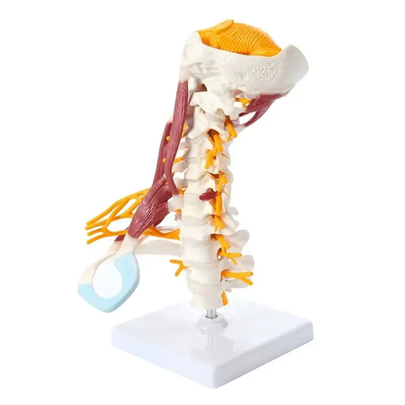 [NEW!ABMK】 1:1 Life Size Cervical Vertebrae Vertebral Body Cervical Spine Nerve Model Human Anatomy Spinal Cord Cervical Vertebr