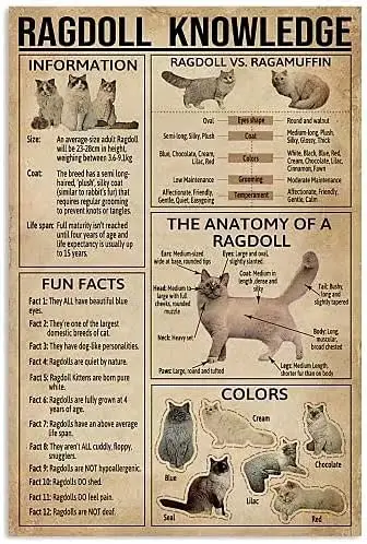 Plaque en métal Ragdoll Knowledge : L'anatomie d'un chat Ragdoll, affiche rétro imprimée pour animalerie, café, bar, chambre, salle de bain, cuisine