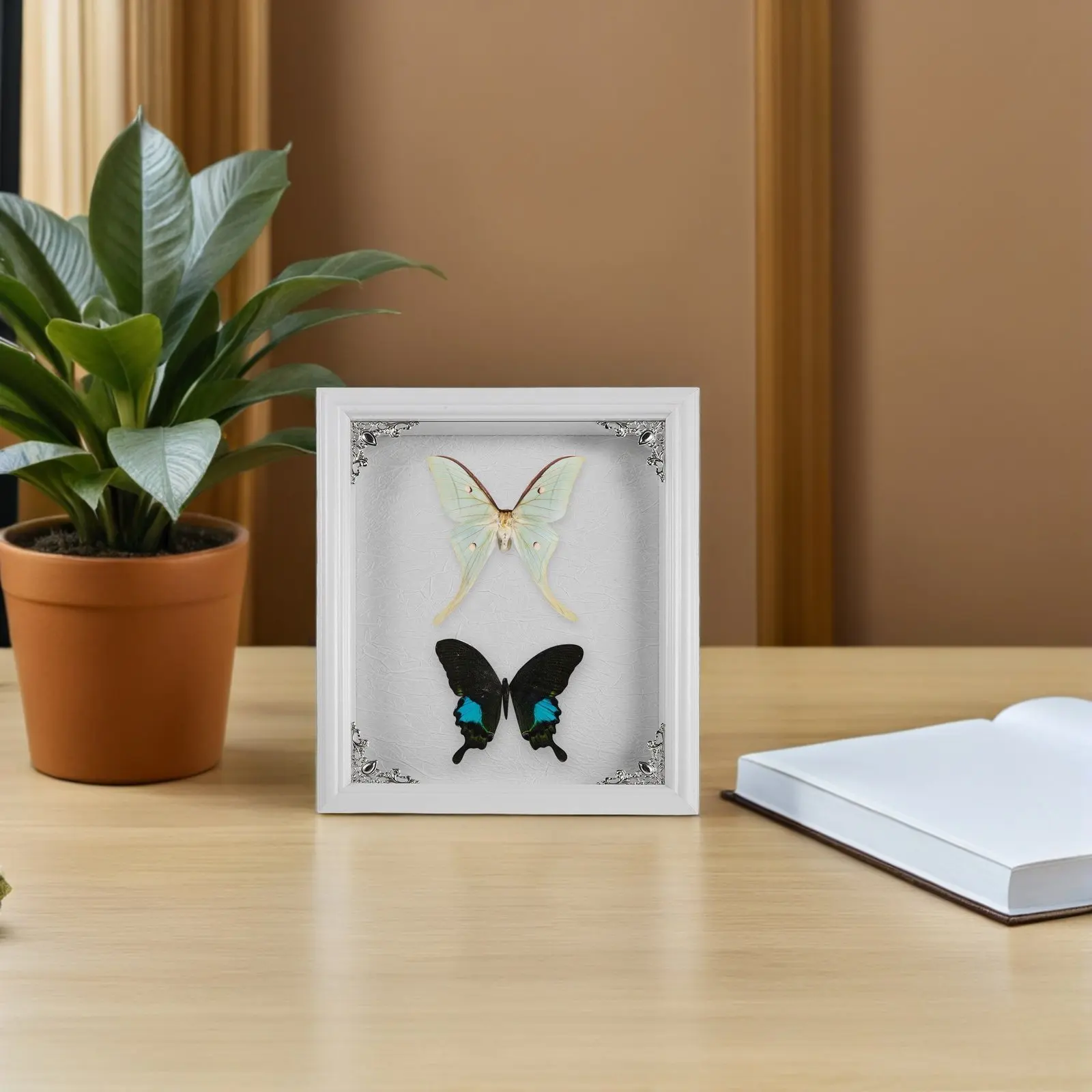 Butterfly Specimen Display Frame 11x9in Wooden Shadow Box for Insect Collection Entomology Showcase 3D Clarity Preservation Home