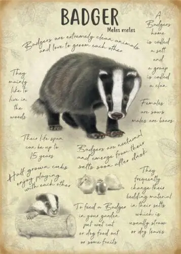 

Badger Metal Wall Sign (2 sizes - Small / Large)