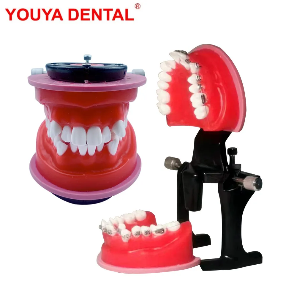 Dental Orthodontic Practice Model Teeth Model For Training Studying Teaching Dentist Ortho Bracket Treatment Typodont  Jaw Model