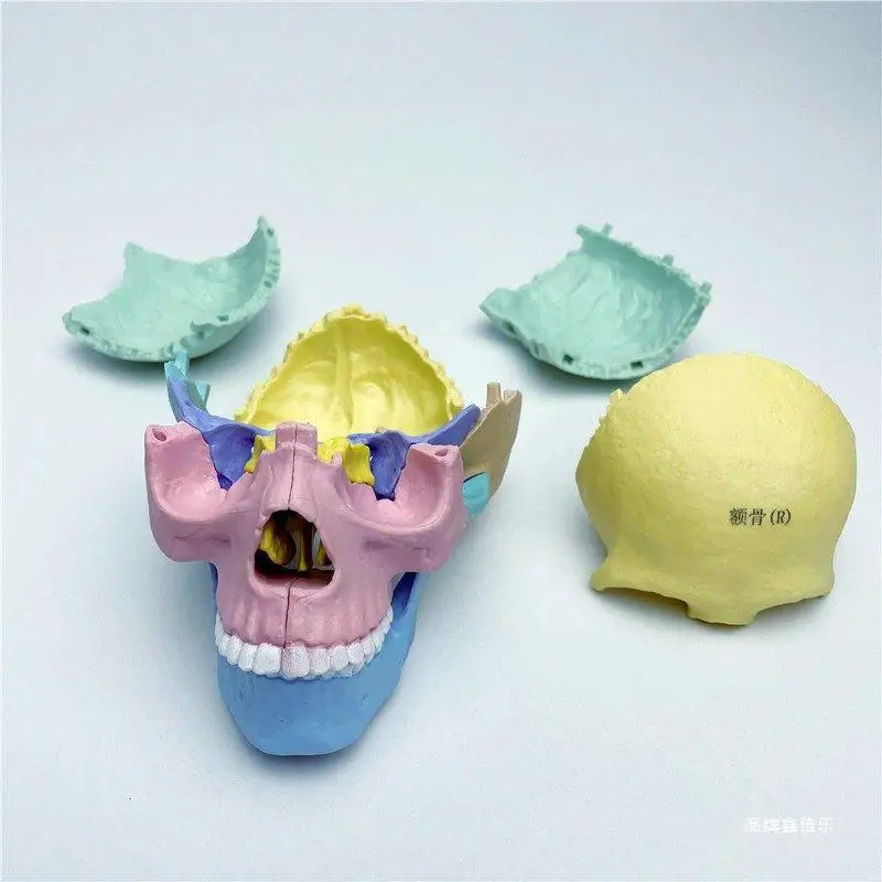 Ciencia y descarga médica multipartes 1:2 Color humano cráneo modelo cráneo enseñanza Dental médica