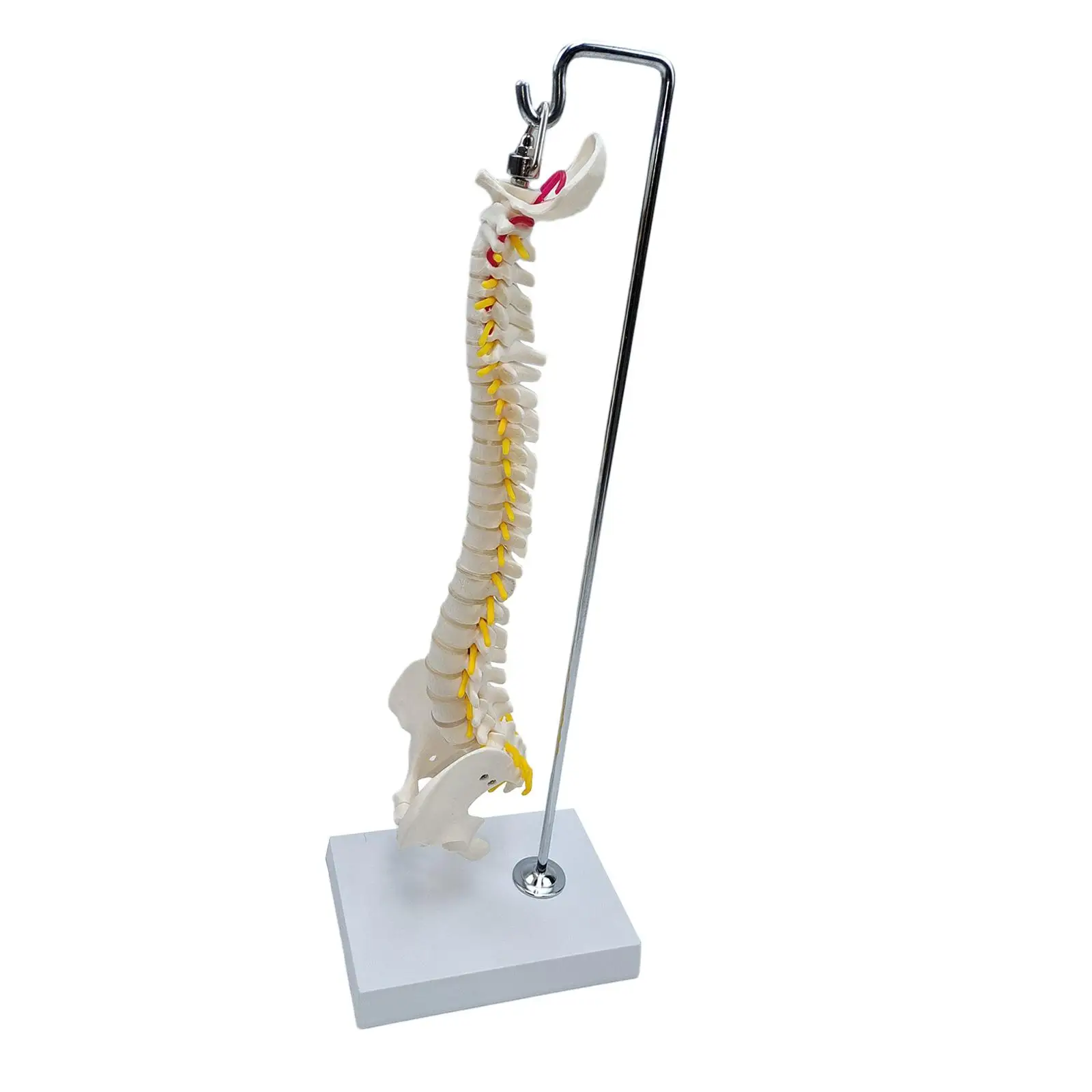 Spine Model Vertebral Column with Vertebrae, Nerve Roots, Vertebral Arteries for Educational Tool