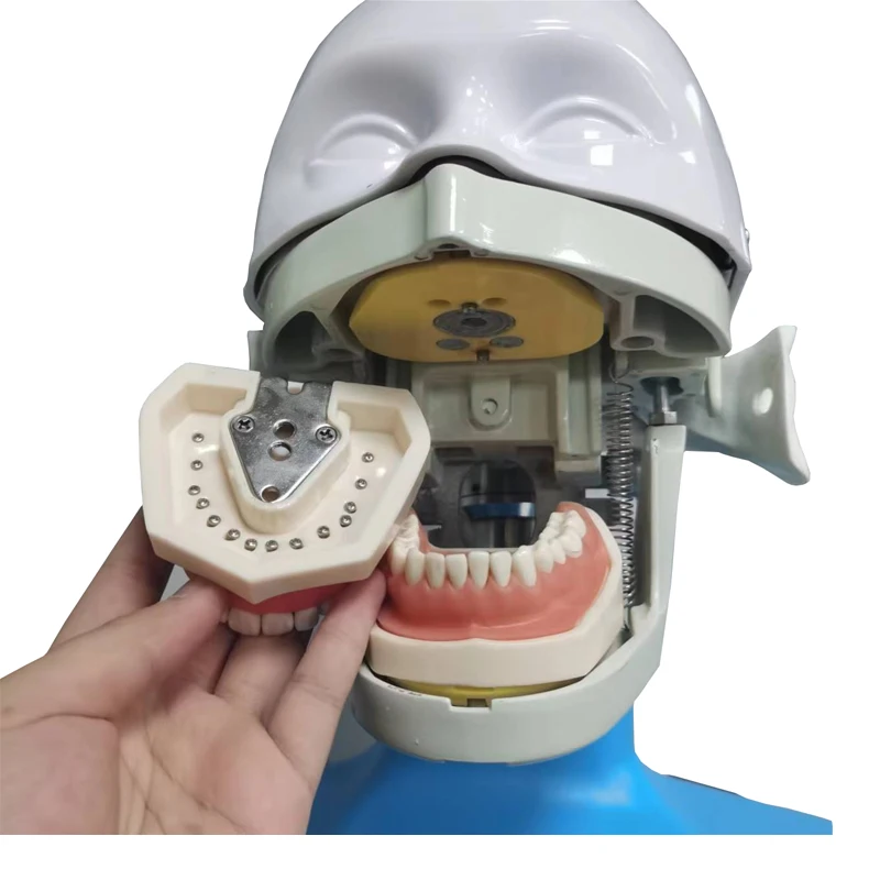Professional Production  High Quality Dentistry Camp Teaching Unit System Dental Simulation Model Manikin Advanced Phantom Head