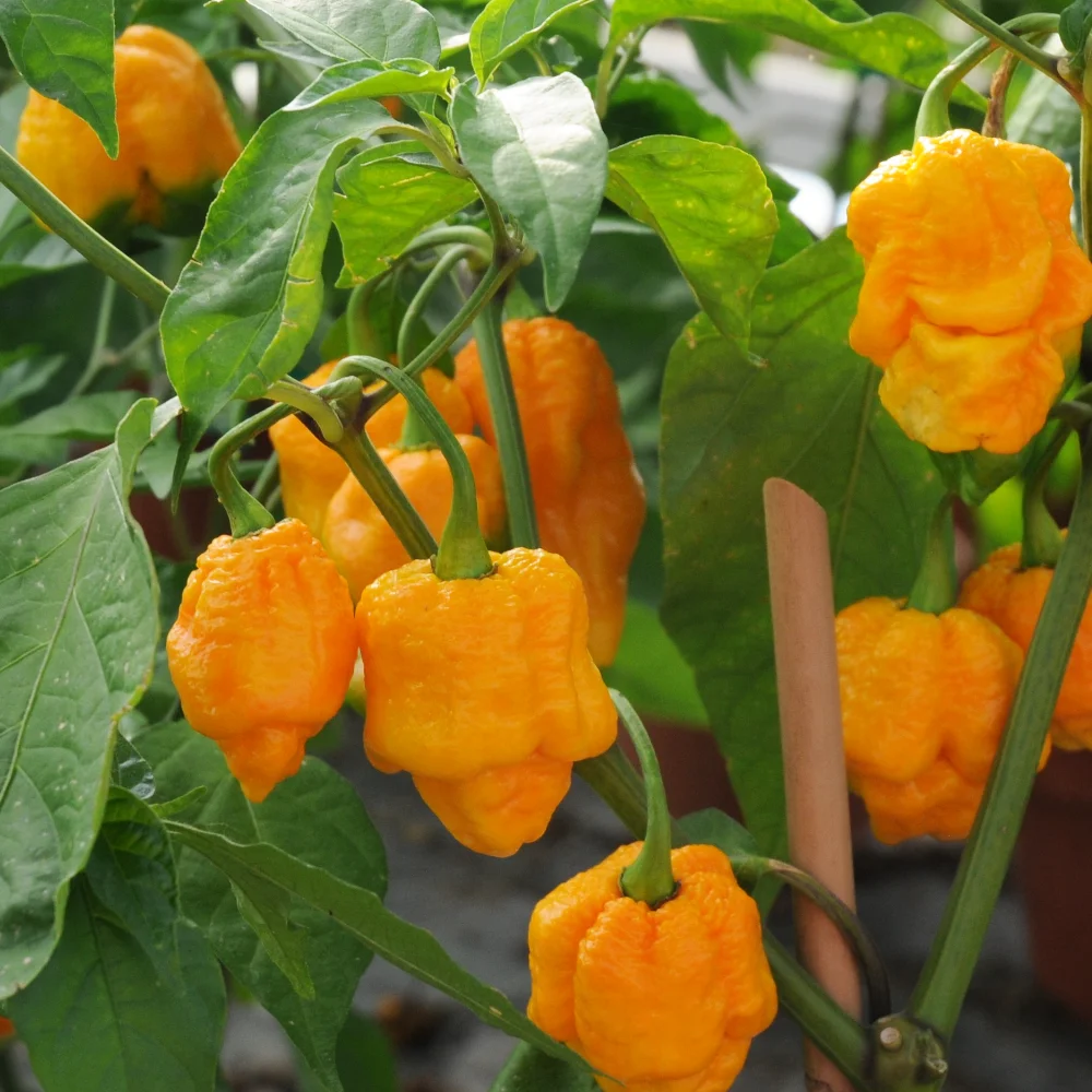 Habanero Yellow hot pepper vegetable seeds 0.2g TORAF