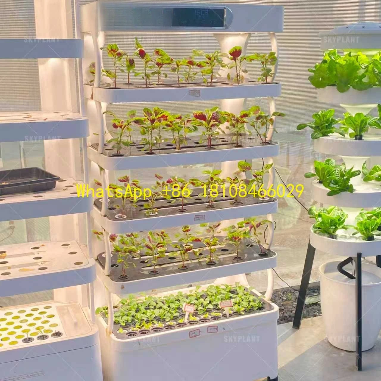 

Planting Machine-Multilayer Cabinet-Style for Leafy Vegetable Cultivation Skyplant Indoor Intelligent Vegetable