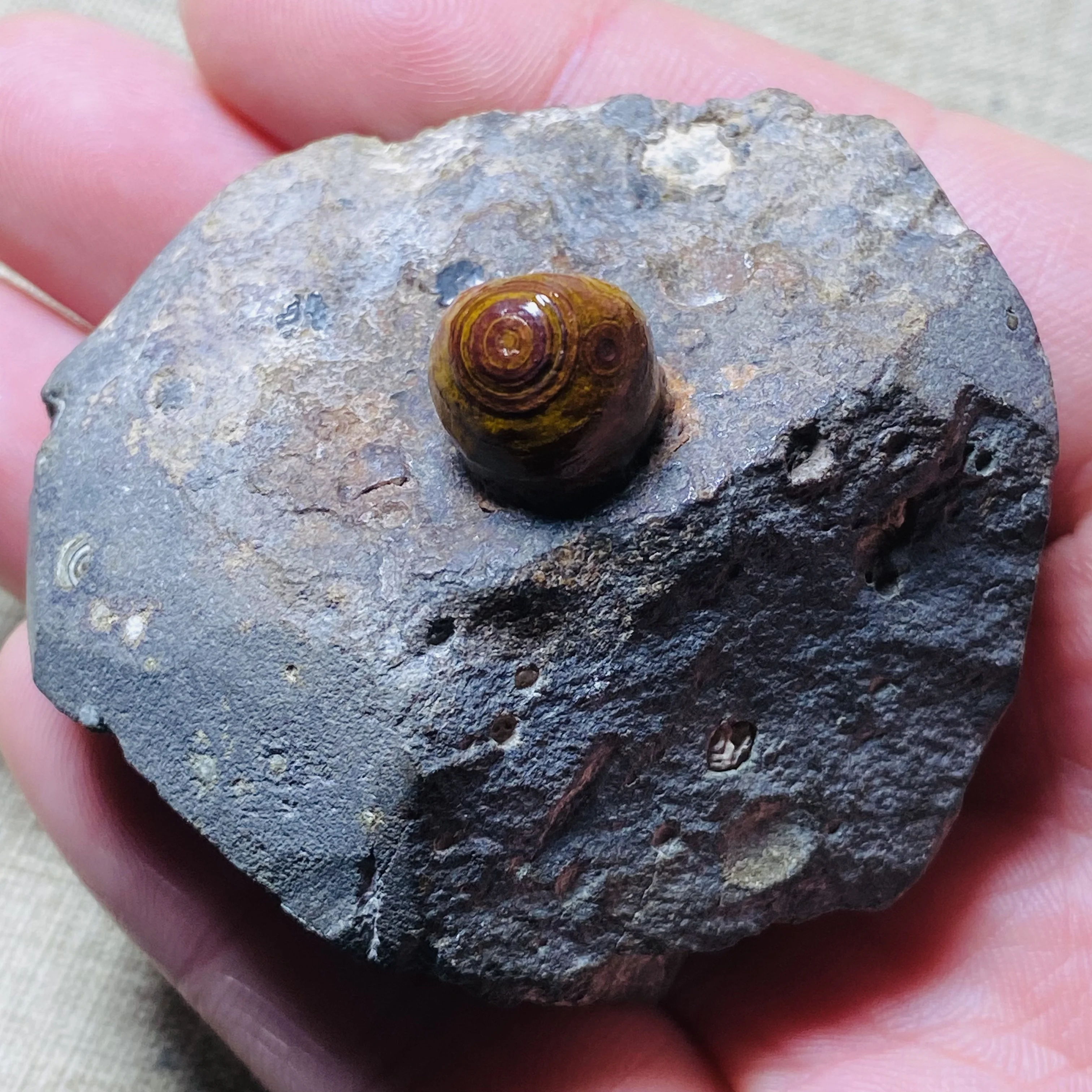 Natural Gobi Eye Agate Stone Specimen Rare Collectible Mineral Home Decoration Gift - view 4