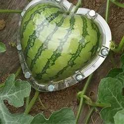 Watermelon Growing Mold, Durable and Professional Heart-Shaped Pumpkin Shaping Mold,Garden Vegetable Growth Forming Mould Tool