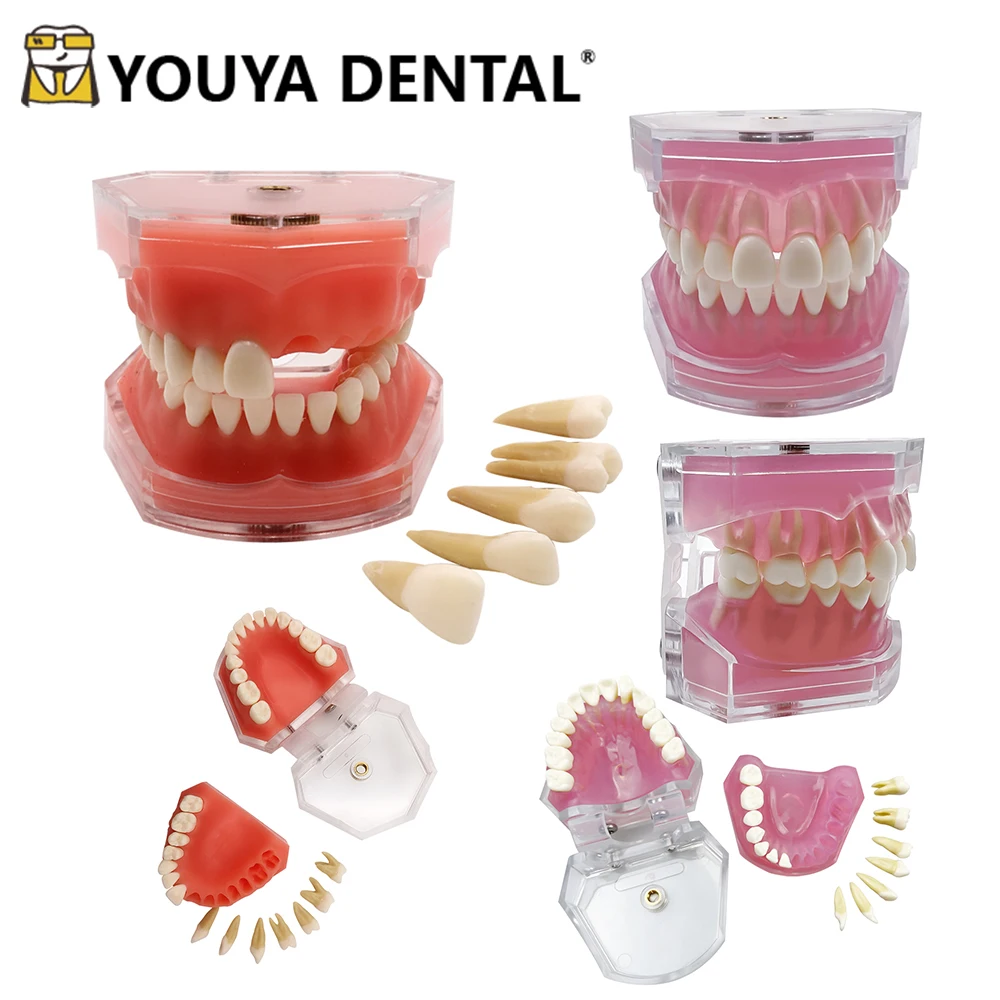 Dental Teeth Teaching Practice Model Soft Gum Typodont Tooth Models for Dental Technician Training Researching Studying Modeling