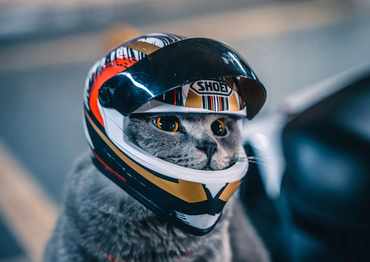 Casques pour animaux de compagnie, casque pour chat, casque pour chien, Mini chapeau de protection de tête pour l'extérieur, casque de moto décoratif, accessoire d'accessoires Photo pour animaux de compagnie