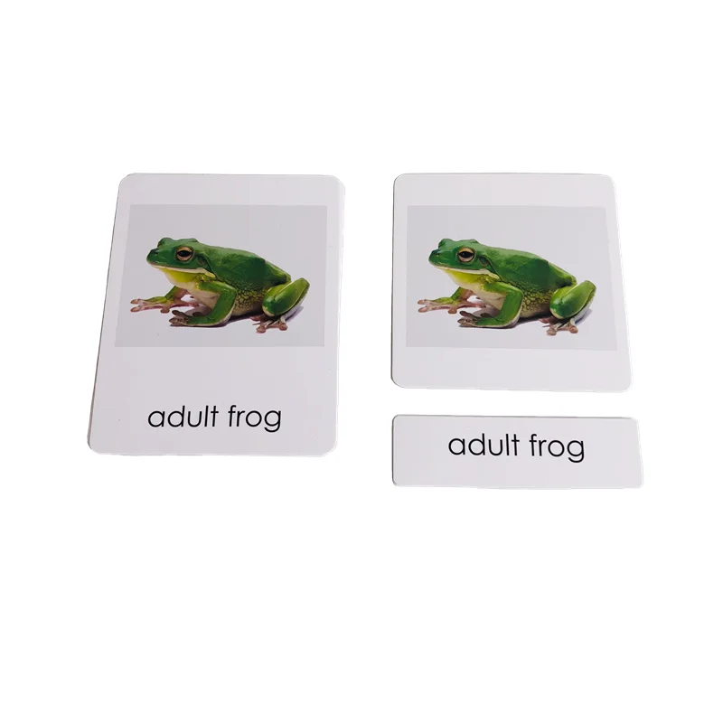 Montessori Materials Life Cycle of Frog Board/ Figures/ Cards Kids Learning Resources Biology Teaching Aids Educational Toys