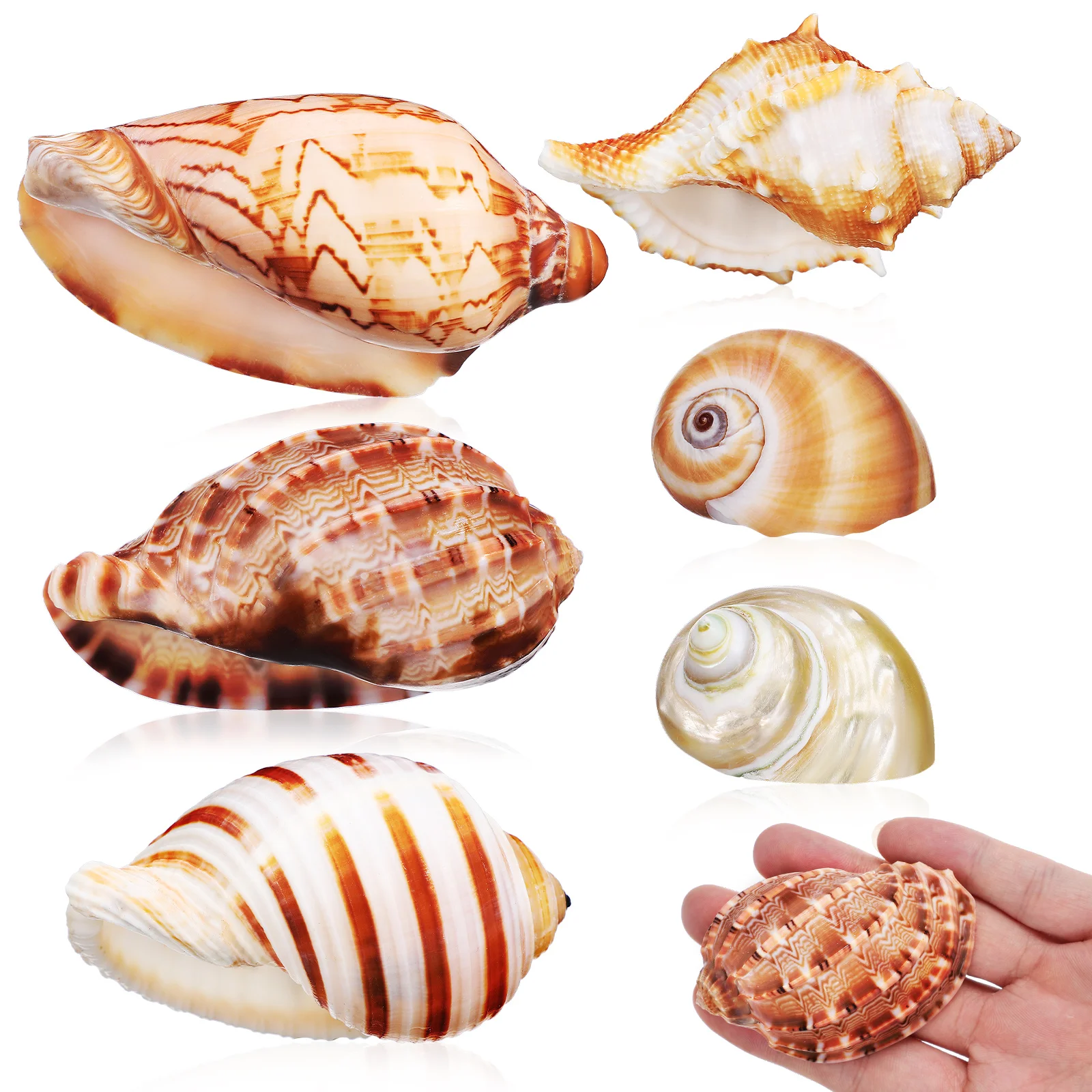 

6 Pcs Natural Seashell Decorations Crab Diy Conch Decor Shells Aquarium Fish Tank Ocean Fish Tank Conch Decoration Theme